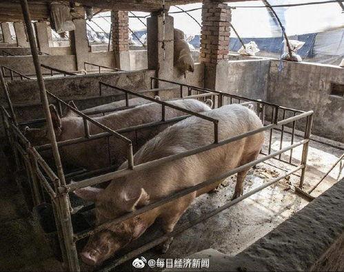 印尼猪瘟最新爆料图册,揭秘爆发原因与防控措施  第3张